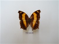 藏品(黃帶隱蛺蝶)的圖片